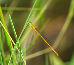 Ceriagrion rubiae