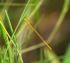 Ceriagrion rubiae