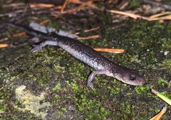 Plethodon jacksoni