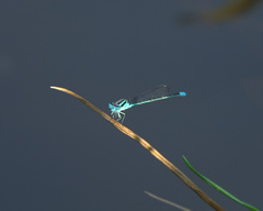 Pseudagrion australasiae