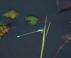 Pseudagrion australasiae
