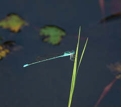 Pseudagrion australasiae