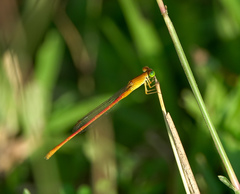 Ceriagrion rubiae