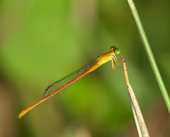 Ceriagrion rubiae