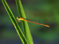 Ceriagrion rubiae