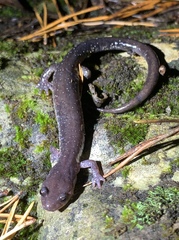 Plethodon jacksoni