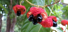 Toechima erythrocarpum
