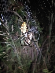 Argiope aurantia