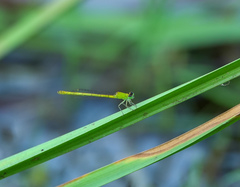 Agriocnemis kalinga