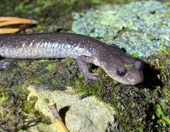 Plethodon jacksoni