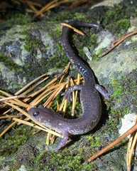 Plethodon jacksoni