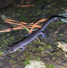 Plethodon jacksoni