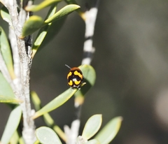 Ditropidus pulchellus