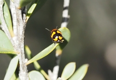 Ditropidus pulchellus