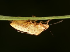 Moromorpha tetra