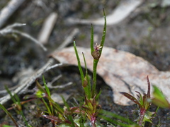 Centrolepis aristata