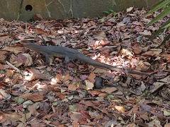 Varanus