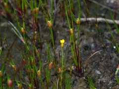 Centrolepis aristata