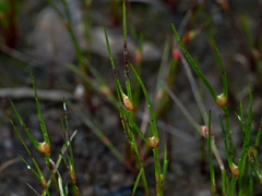 Centrolepis aristata