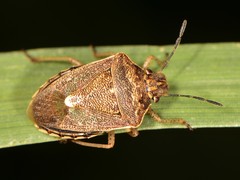 Moromorpha tetra