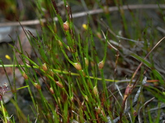 Centrolepis aristata