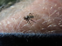Lipoptena depressa