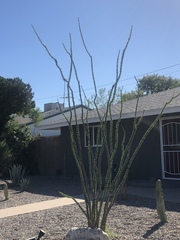 Fouquieria splendens