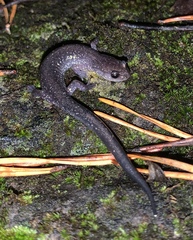 Plethodon jacksoni