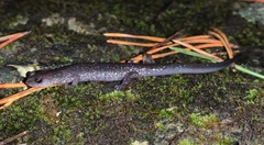 Plethodon jacksoni