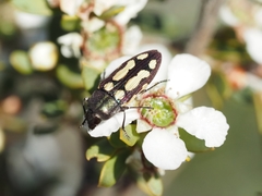 Castiarina parallela