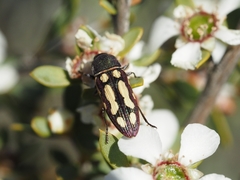 Castiarina parallela