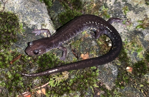 Blacksburg Salamander