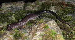 Plethodon jacksoni