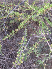 Euphorbia magdalenae