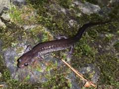 Plethodon jacksoni