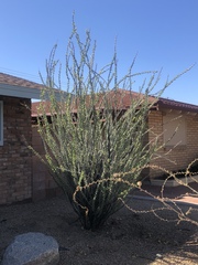 Fouquieria splendens