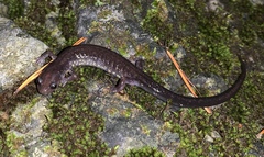 Plethodon jacksoni