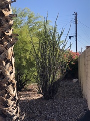 Fouquieria splendens