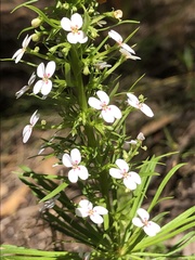 Stylidium adnatum