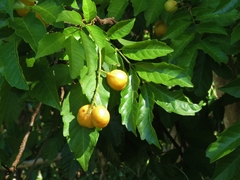 Toechima daemelianum
