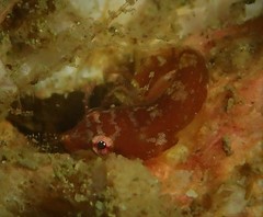 Aspasmogaster costata