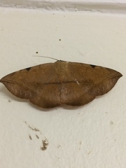 Hypopyra capensis