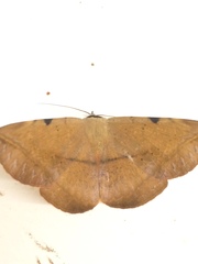 Hypopyra capensis