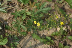 Potentilla inclinata