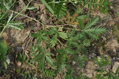 Potentilla inclinata