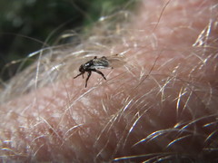 Lipoptena depressa