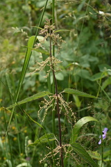 Urtica sondenii
