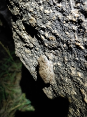Hyla arenicolor