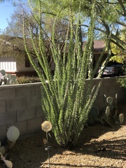 Fouquieria splendens