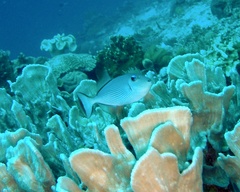 Xanthichthys auromarginatus